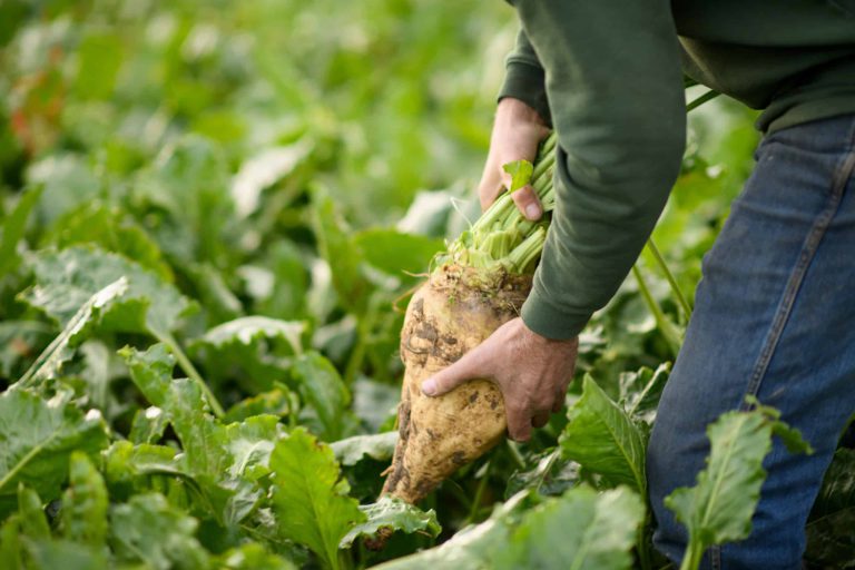 Aangemelde bieten met vorstschade met voorrang verladen