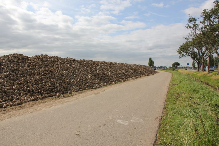 Nog 10% van het suikerbietenareaal te rooien