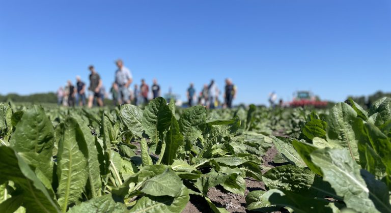 Groeikracht Cosun Onkruid Platform demodagen