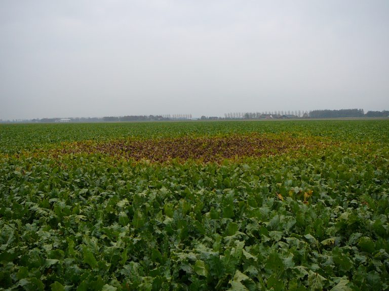 Aandacht voor bladschimmels