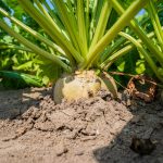 Eerste reactie: consultatie stikstofgebruiksnormen en aandachtsgebieden stikstof