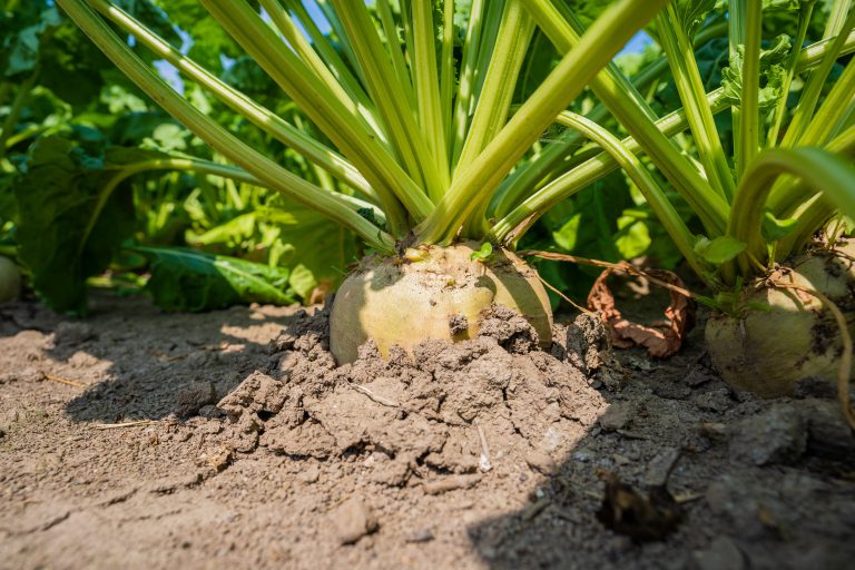 Eerste reactie: consultatie stikstofgebruiksnormen en aandachtsgebieden stikstof