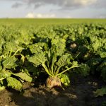 Cosun reactie op de consultatie stikstofgebruiksnormen en aandachtsgebieden