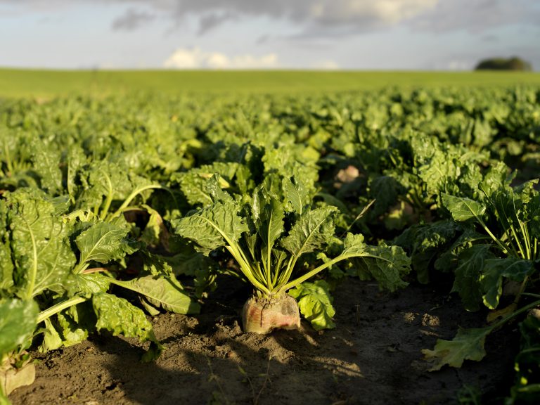 Cosun reactie op de consultatie stikstofgebruiksnormen en aandachtsgebieden