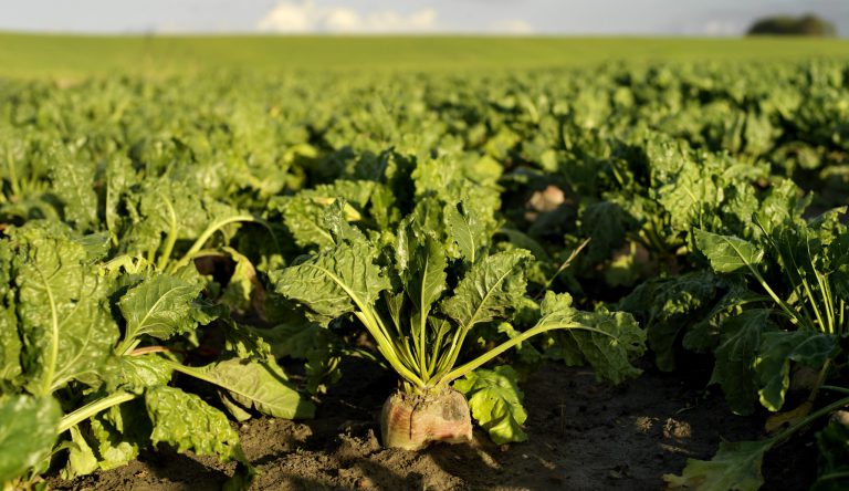 Forse tegenwind drukt resultaat in dynamisch 2025