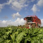 Nog 12% van het areaal suikerbieten te oogsten