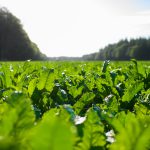 Volgende stap in toekomstbestendige teelt binnen Cosun