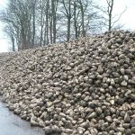 Meer tonnen met dezelfde suikeropbrengst
