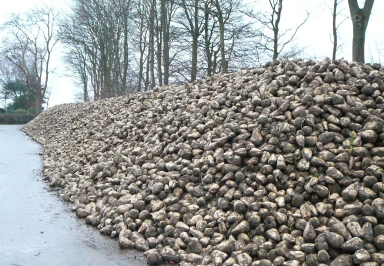 Meer tonnen met dezelfde suikeropbrengst
